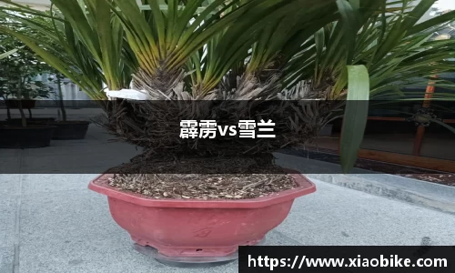 霹雳vs雪兰
